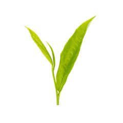 green tea leaf isolated on white background