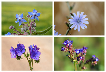collage of blue and purple wildflowers medicinal