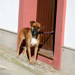 Fawn Boxer looking at the camera