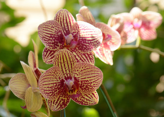 Fototapeta na wymiar orchids is considered the queen of flowers in Thailand