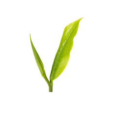 green tea leaf isolated on white background