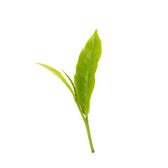 green tea leaf isolated on white background