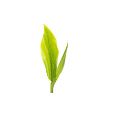 green tea leaf isolated on white background