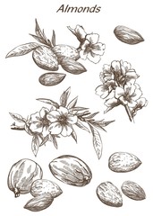 almonds set of sketches - 104157663