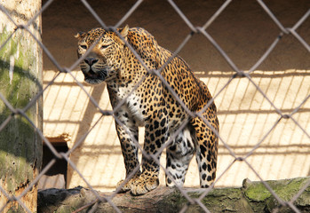 leopard standing on the tree in the cage