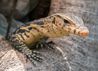 baby Varanus salvator
