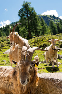 Mountain Goats in Alpine Landscape - Italy / Group of mountain goats looking the camera. Alpine landscape in the background