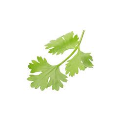 Green coriander leaves close-up on white