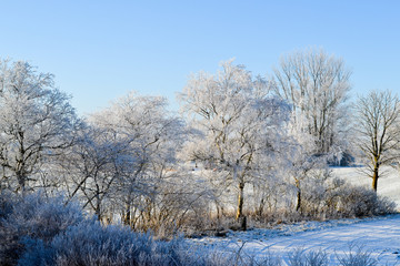 Fototapeta na wymiar frozen trees on the winter