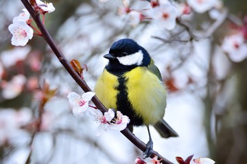 Fototapeta premium Tit sitting on flowered branch