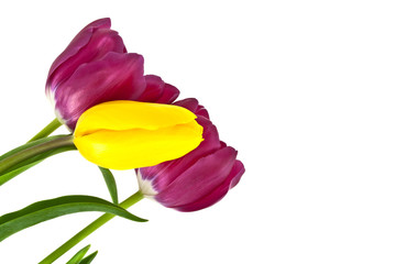 Tulip flowers isolated on white background