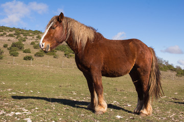 Ritratto di uno stallone