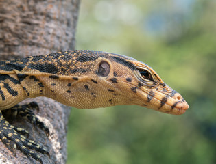 baby Varanus salvator
