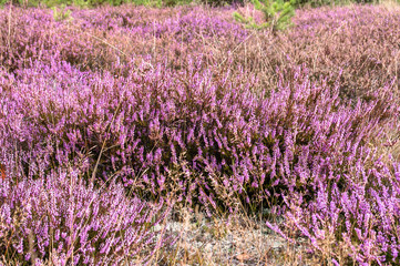 Obraz premium Beautiful heather in the forest close-up