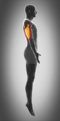 triceps