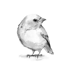 Chick. Watercolor illustration. Black and white