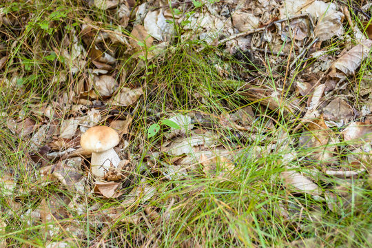 Small boletus mushroom in forest moss.