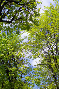spring park
