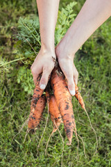 Bunch of carrots in hands, selective focus.
