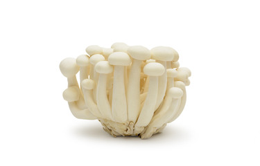 White shimeji mushrooms  on white background