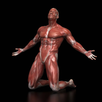 Man muscular anatomy infight pose