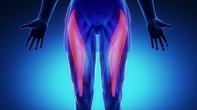 rectus femoris- blue muscle in detail zoom in