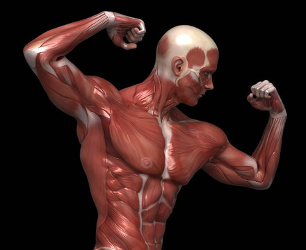 Man muscular anatomy in bodybuilder pose