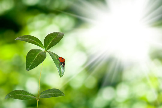 image of ladybug on a leaf in the garden against the sun