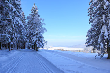 Wintry forest