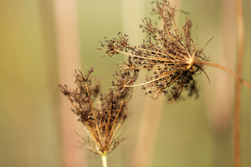 Couple of merged wild carrots