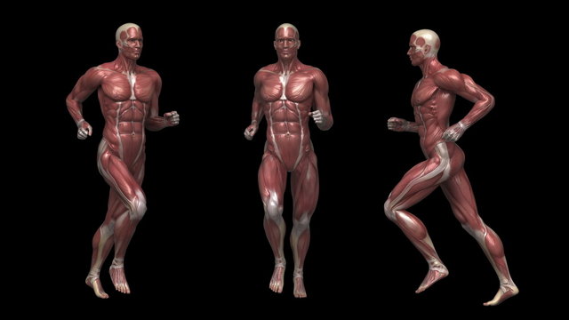 Running muscular man with visible muscles in loop with alpha channel