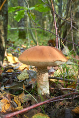 mushroom in the forest