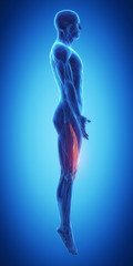 Vastus medialis