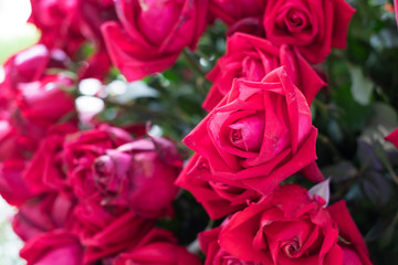 Red roses