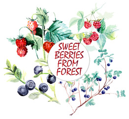 Wild berries from forest. Branch raspberry, bilberry and wild strawberry. Forest miniatures. Watercolor hand drawn vector illustration