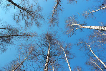 blue sky seen through the birch trees in springtime