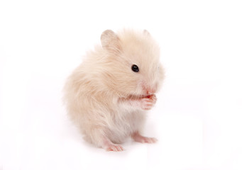 Hamster  on a white background