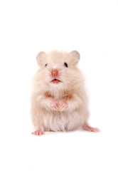 Hamster  on a white background