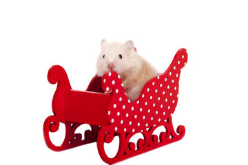 Hamster in a wagon