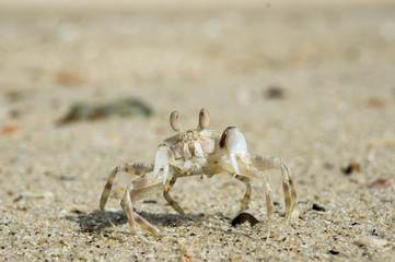 Macro of a crab on a sand