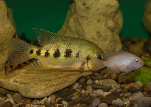 Aquarium fish family American cichlids