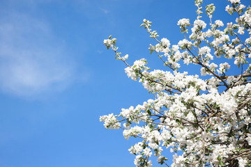 Blooming Apple tree on blue sky background © lumikk555