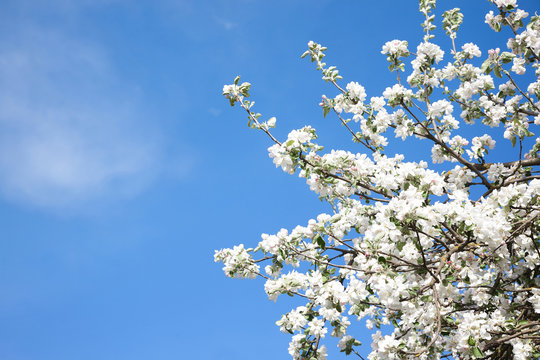 Blooming Apple tree on blue sky background