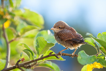 Baby bird on the branch