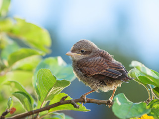 Baby bird on the branch