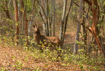 deers in forest