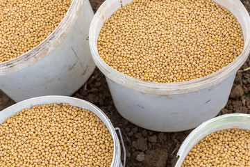 Soybean seeds in buckets befor seeding at field