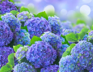 Afwasbaar Fotobehang Sering blauwe hortensia bloemen