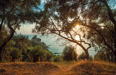Fototapeta na wymiar Olive trees by the ocean