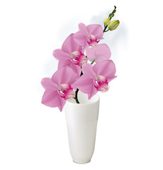 Orchid branch with buds in white vase. Vector illustrator